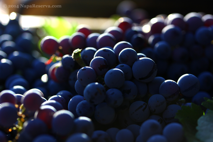 grapes napa reserva